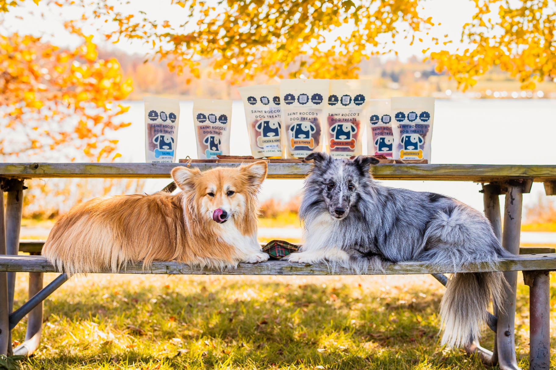 Two dogs lounging in front of Saint Rocco's treat bags on a fall day